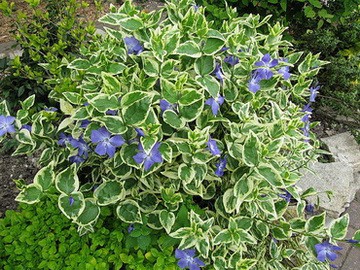 БАРВИНОК МАЛЫЙ форма БЕЛООКАЙМЛЕННАЯ (Vinca minor f. albo-marginata) 